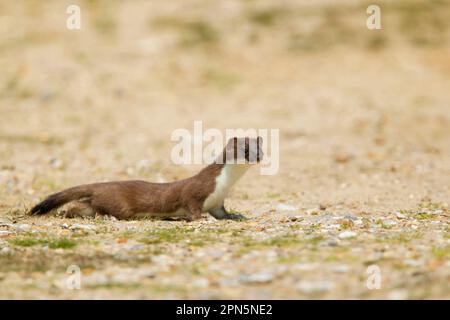 Ermine (Mustela erminea), stoats, large weasel, weasel, marten, predators, mammals, animals, stoat adult, standing, Minsmere RSPB Reserve, Suffolk Stock Photo