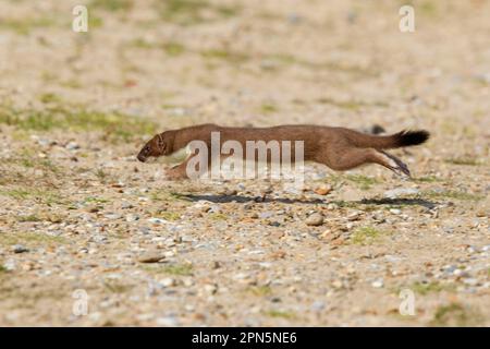 Ermine (Mustela erminea), stoats, large weasel, weasel, marten, predators, mammals, animals, stoat adult, running, Minsmere RSPB Reserve, Suffolk Stock Photo