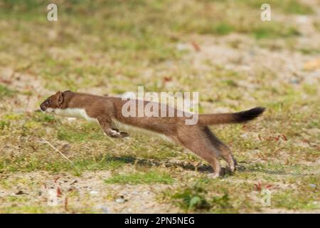 Ermine (Mustela erminea), stoats, large weasel, weasel, marten, predators, mammals, animals, stoat adult, running, Minsmere RSPB Reserve, Suffolk Stock Photo