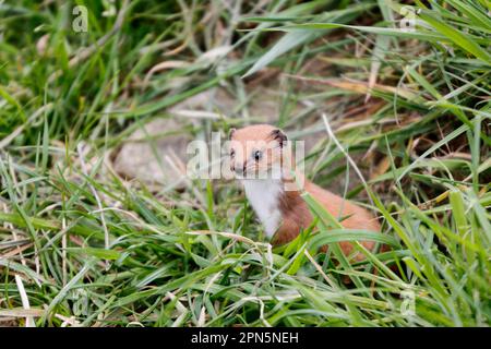 Least weasel (Mustela nivalis), weasel, marten, predators, mammals, animals, weasel adult, standing amongst grazers (captive) Stock Photo