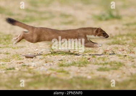 Ermine (Mustela erminea), stoats, large weasel, weasel, marten, predators, mammals, animals, stoat adult, running, Minsmere RSPB Reserve, Suffolk Stock Photo