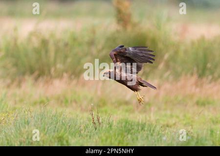 Western western marsh-harrier (Circus aeruginosus), juvenile, in flight, lifting off the ground, Suffolk, England, United Kingdom Stock Photo