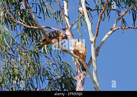 Australian Hobby (Falco longipennis) adult pair, female feeding on Yellow-throated Miner (Manorina flavigula) prey, perched on eucalyptus tree, Red Stock Photo