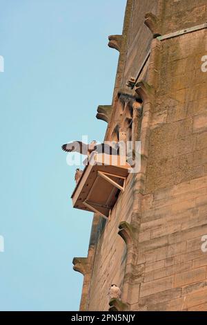 Peregrine falcon (Falco peregrinus), adults and juveniles, on the nesting platform at the cathedral nesting site, Norwich Cathedral, Norwich Stock Photo