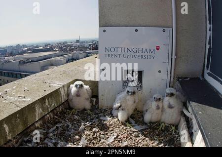 Peregrine falcon (Falco peregrinus) four chicks, in the nest on the Municipal University building, Nottingham Trent University, Nottingham Stock Photo