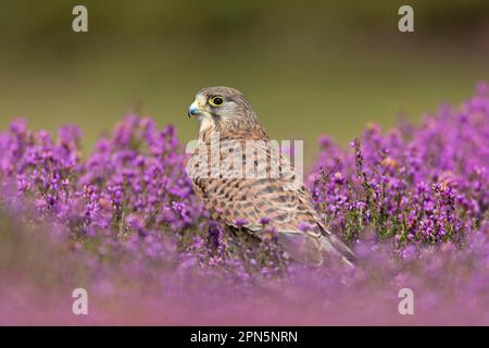 Common common kestrel (Falco tinnunculus), adult female, standing among flowering heather, Suffolk, England, August (in captivity) Stock Photo