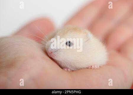 Young Russian Dwarf Hamster (Phodopus sungorus) Stock Photo