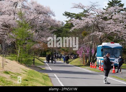 Karuizawa, Japan. 17th Apr, 2023. Cherry blossom trees bloom on the grounds of the Karuizawa Prince Hotel, where the meeting of G7 foreign ministers is taking place. Credit: Soeren Stache/dpa/Alamy Live News Stock Photo