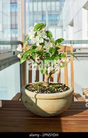 Apple tree Malus Evereste as a bonsai during flowering in April on a balcony Stock Photo