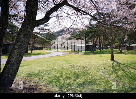 Karuizawa, Japan. 17th Apr, 2023. Cherry blossom trees bloom on the grounds of the Karuizawa Prince Hotel, where the meeting of G7 foreign ministers is taking place. Credit: Soeren Stache/dpa/Alamy Live News Stock Photo