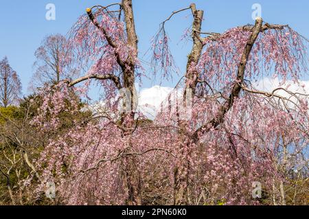 Blooming pink blossom branches with Mount Fuji in the background. Stock Photo