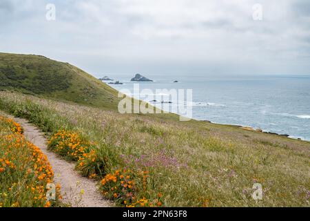 Wildflowers on the Point Buchon Trail at Montana de Oro State Park Stock Photo