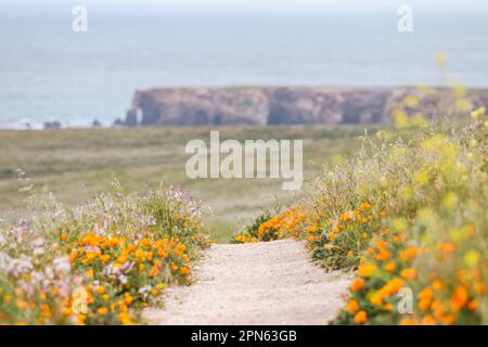 Wildflowers on the Point Buchon Trail at Montana de Oro State Park Stock Photo