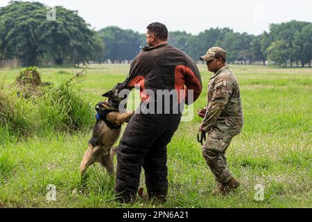 April 17, 2023, Mabalacat, Pampanga, The Philippines: A US military working dog (MWD) is commanded to bite a target during an exchange and training session between Filipino and American soldiers at an air base, as part of the US-Philippines Balikatan combined exercises. China, which has brought tensions to the Indo-Pacific region by holding live fire drills around self-governing Taiwan, has recently criticised Manila for allowing the United States to access air base and military facilities across the Philippines. (Credit Image: © Daniel Ceng Shou-Yi/ZUMA Press Wire) EDITORIAL USAGE ONLY! Not f Stock Photo