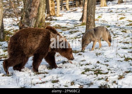 Wild adult Brown Bear (Ursus Arctos) with wolf in the winter forest. Dangerous animal in natural habitat. Wildlife scene Stock Photo