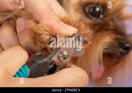 process of cutting dog claw nails of a small breed dog with a nail clipper tool, close up view of dog's paw, trimming pet dog nails manicure. Stock Photo