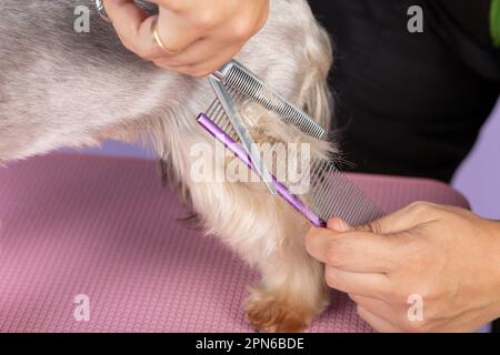 professional groomer cuts long-haried dog paws, animal foot care cuting fur. Groomer grooming a Yorkshire terrier by scissors and comb Stock Photo