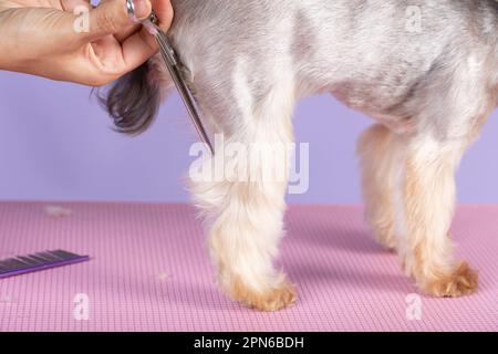 professional groomer cuts long-haried dog paws, animal foot care cuting fur. Groomer grooming a Yorkshire terrier Stock Photo