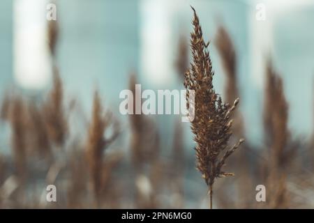 Reed by the water with industrial buildings in the background, contrast of nature and urban environment Stock Photo