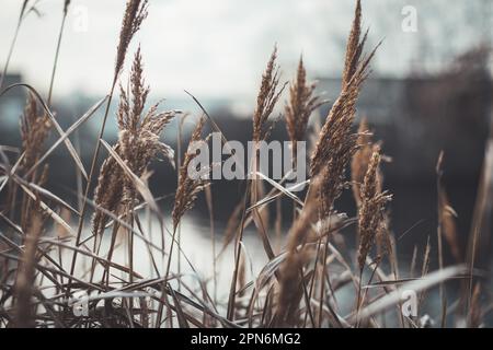 Brown reeds by a canal, contrasting with industrial buildings in the background, creating a unique fusion of natural and man-made elements. Stock Photo