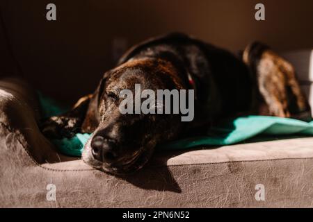Senior Brindle Plott Hound Napping on Dog Bed in the Sun in Colorado Stock Photo