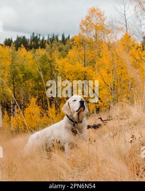 Young English Cream Golden Retriever Dog in Colorado Fall Aspen Trees Stock Photo