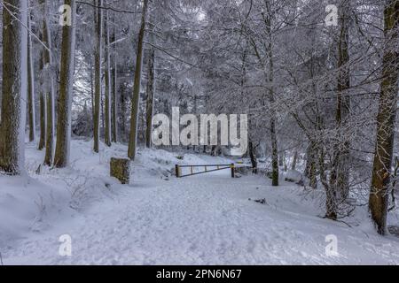 A snowy path leading through the woods with a gate in the middle Stock Photo