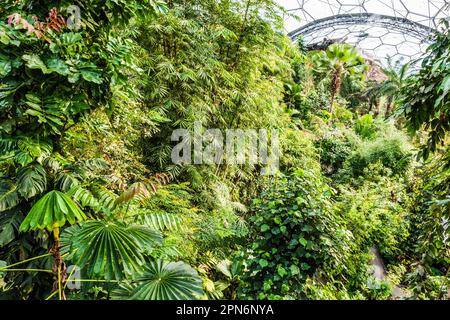 View across the Rainforest Biome of the Eden Project, St Austell, Cornwall, UK Stock Photo