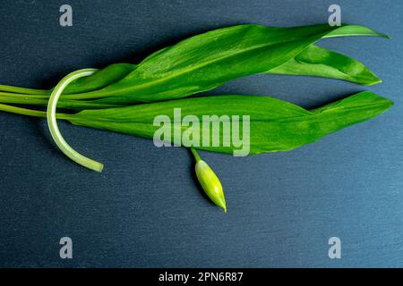 Wild garlic. Flower buds of wild garlic and leaf on a black board. Stock Photo