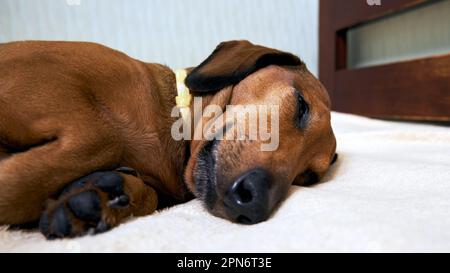 Sleeping dachshund muzzle close up Stock Photo