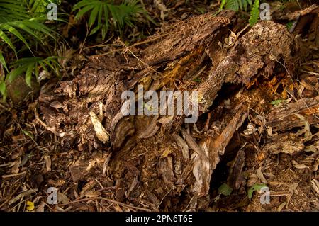 Organic debris on forest floor in Australian lowland subtropical rainforest in Queensland. Bark, leaves, rotting wood, form thick ground covering. Stock Photo