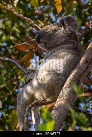 Wild endangered koala (Phascolarctos cinereus) sleeping in gum tree above lowland subtropical rainforest, Tamborine Mountain, Qld, Australia. Stock Photo