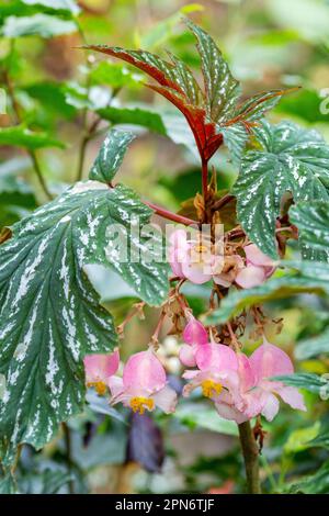 Pink Begonia Flowers. Begonia Plant In Full Bloom Stock Photo - Alamy