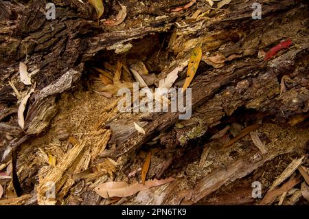 Organic debris on forest floor in Australian lowland subtropical rainforest in Queensland. Bark, leaves, rotting wood, form thick ground covering. Stock Photo