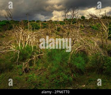 Bleached trunks and endemic vegetation on the edge of the black lava flow in the Etna National Park. Sicily, Italy, Europe Stock Photo
