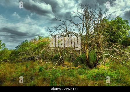 Bleached trunks and endemic vegetation on the edge of the black lava flow in the Etna National Park. Sicily, Italy, Europe Stock Photo