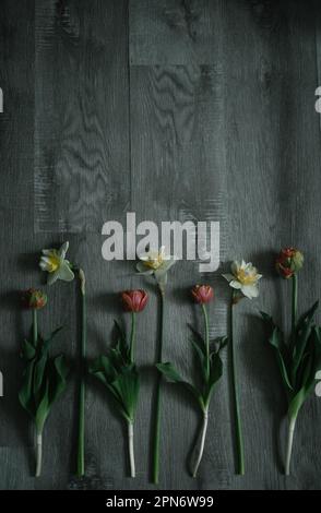 Tulips and daffodils laid on wooden floor Stock Photo