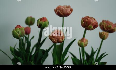 Tulip bunch against a white background Stock Photo