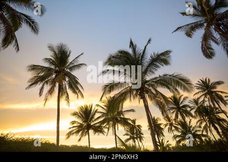 Palm plantation on tropical island Stock Photo