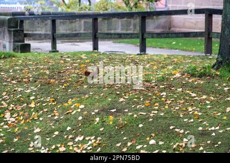 Curious squirrel running around a park during autumn season with many colorful leaves on the ground Stock Photo
