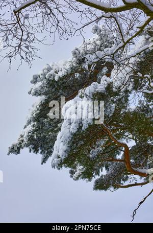 Snow lies heavily on Scots Pine branches the morning after heavy overnight snow on moorland smallholding at 900ft in North Yorkshire Stock Photo