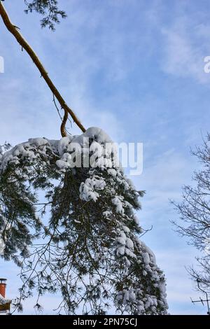 Snow lies heavily on Scots Pine branches the morning after heavy overnight snow on moorland smallholding at 900ft in North Yorkshire Stock Photo