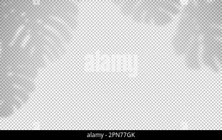 Monstera shadow. Reflecting shades palm plants isolated on transparant background. Reflected plant leaves overlay realistic shade. Falls light Stock Vector