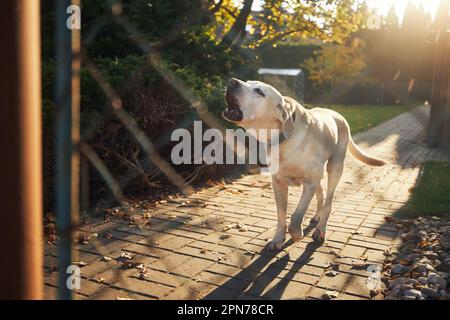 Barking dog behind fence. Noisy labrador retriever guarding house. Stock Photo