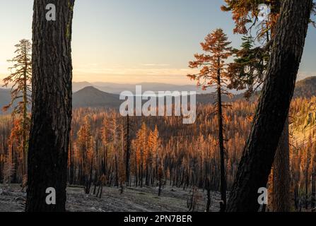 Burned Trees Stand After Dixie Fire Looking Over Lake Almanor in Lassen Volcanic National Park Stock Photo