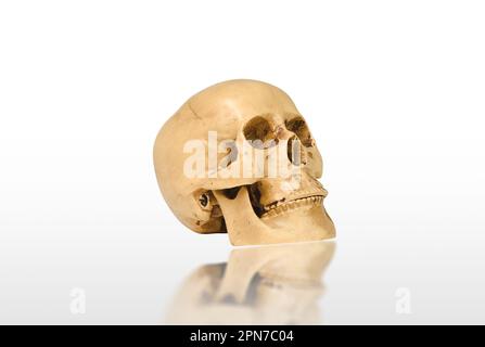 Human skull mockup isolated on white background with reflection, clipping path included, Side view. Stock Photo