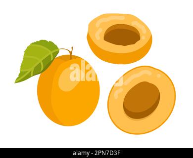 Apricot or peach set Stock Vector