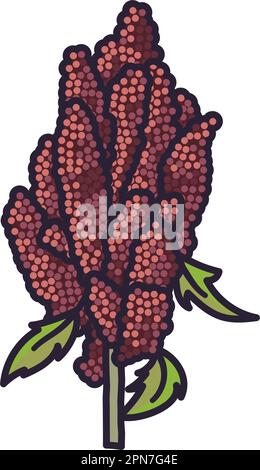 Quinoa plant isolated vector illustration for Quinoa Day on January 16 Stock Vector