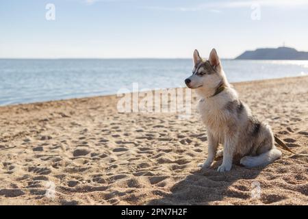 Beautiful grey husky sitting on the beach at sunset Stock Photo