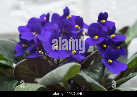 Potted African Violet. Saintpaulia ionantha isolated on white background. Stock Photo